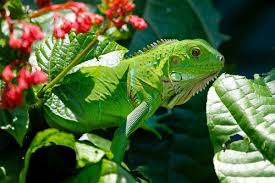 We have identified approximately 15 million different species of animals. Tropical Rainforest Animals Diet Habitat Facts And Lifespan With Images Animalspal