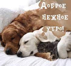 Картинки с животными «доброе утро»