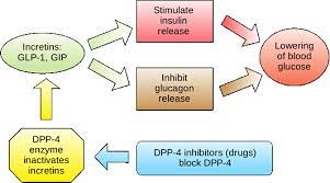 4 Regulation Of Blood Glucose Atrain Education