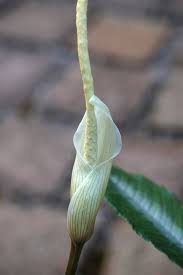 Image result for Amorphophallus abyssinicus