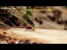 Image result for Crabbea velutina