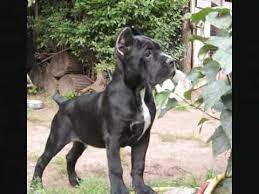 Find a cane corso puppy from reputable breeders near you and nationwide. Cane Corso Puppies For Sale Youtube