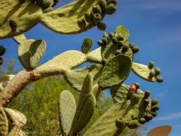 Prickly pear cactus are found in all of the deserts of the american southwest, with different species having adapted to different locale and elevation there has been medical interest in the prickly pear plant. Indian Fig Prickly Pear By Stephen Philips Jungledragon
