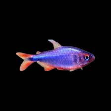 Image result for Tetraria