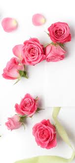 Pink Roses White Background 1242x2688 Iphone 11 Pro Xs Max Wallpaper Background Picture Image We have 87+ amazing background pictures carefully picked by our community. pink roses white background 1242x2688
