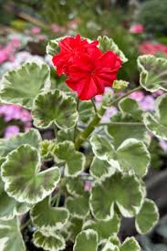 Image result for Pelargonium