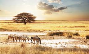 Bildergebnis für Sprichwort der Oromo