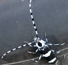 Black And White Striped Beetle California Banded Alder Borer What S That Bug