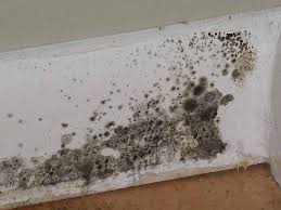 Constroxplus Decontamination Toxic Black Mold Stachybotrys What Is Toxic Black Mold Remover Mold In Bathroom Cleaning Hacks
