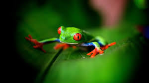 Find an image you like on wallpapertag.com and click on the blue download button. 52 Animated Frog