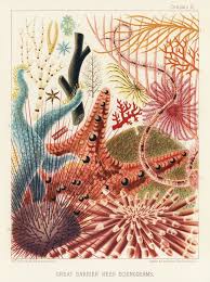 Images From William Saville Kent S The Great Barrier Reef Of Australia 1893 The Public Domain Review Vintage Illustration Ocean Print Great Barrier Reef