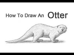 How To Draw An Otter Youtube Animal Drawings Otters Drawings