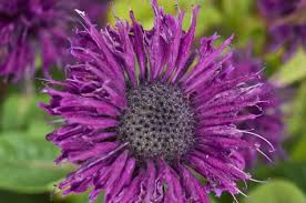 Botanical name monarda didyma 'fireball' pp14235. Pin On Gardening