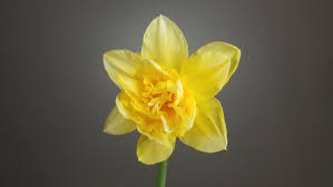 We did not find results for: Learn How To Create A Daffodil Floral Design
