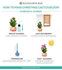 Thanksgiving cactus has defined points unlike christmas and easter cacti which are more rounded. Christmas Cactus Winter Bloom Holiday Cactus Sale Succulents Box