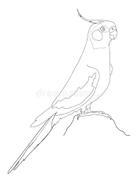 Draw a cat standing up. Cartoon Grey African Parrot Illustration Drawing Stock Vector Illustration Of Pets Drawing 152867579