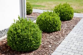 Image result for Buxus