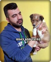 Satilik Rough Collie Lassie Yavrulari Evcil Kopek Ilani