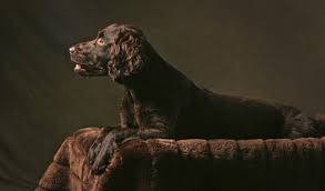 Find boykin spaniel puppies and breeders in your area and helpful boykin spaniel information. Boykin Spaniel Breed Information