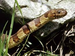 While walking down a creek a water snake slithered right past me and went up under a washed out bank. Common Watersnake Wikipedia