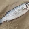 What does branzino taste like? Https Encrypted Tbn0 Gstatic Com Images Q Tbn And9gcqcd1xckv8 Fd8uyoewpweselghi04iwm3ss3hdhb7nvwnvee45 Usqp Cau