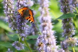 Erhalten sie immer die neuesten angebote. Tipps Fur Den Naturnahen Garten Nabu Thuringen