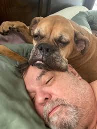 Brandy loves a nice big pillow to lay on.