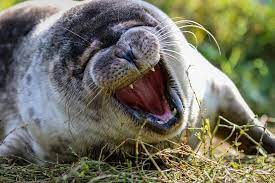Also known as ann bridget walsh, bridget ann devita, walsh b ann, brian p walsh. An Interview With Wiseoceans Brigitte Walsh From Seal Rescue Ireland Wiseoceans