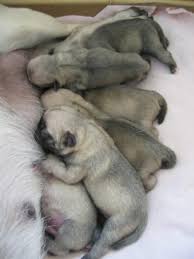 We did not find results for: 7 Things To Check Before Buying A Pug Puppy Pug Puppy Pug Puppies Puppies