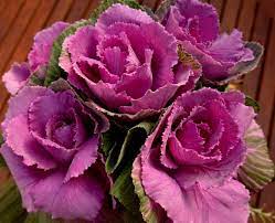 Check spelling or type a new query. Humble Cabbages Shine The Land Nsw