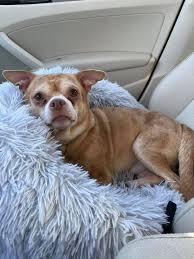About second chance rescue & rehoming. Someone Adopt This Small Dog Who Hates Men And Children Please