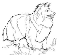 Shetland Sheepdog Coloring Page Free Printable Coloring Pages Dog Coloring Page Shetland Sheepdog Puppies Shetland Sheepdog Blue Merle