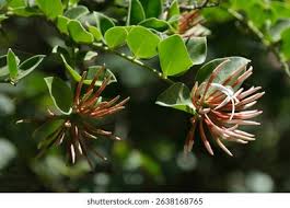 Image result for Carissa bispinosa