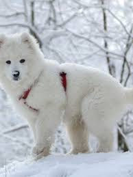 Browse thru our id verified puppy for sale listings to find your perfect puppy in your area. Most Expensive Dog Breeds Rare Expensive Dog Breeds