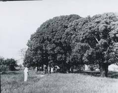 Image result for Loudetia kagerensis