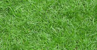 Getting rid of lawn thatch increases the health and texture of the grass. All You Need To Know About Zoysia Grass