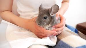 Though some small animals are much more low maintenance than larger. 1001 Ideas For Unusual And Exotic Pets You Can Legally Own