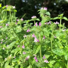 Image result for Clinopodium simense