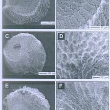 Image result for Antherotoma tenuis