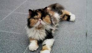 Similar To The Bi Colour Persian The Calico Persian Is Another Breed Of Cat Defined By The Patches Of White On Their Coat Cute Cats And Dogs Cats Cat Breeds
