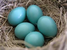 We did not find results for: Robins Egg Blue Blue Eggs Robins Egg