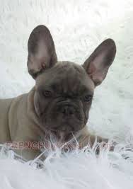 However, free frenchy dogs and puppies are a rarity as rescues usually charge a small adoption fee to cover their expenses (usually less than $200). Blue Fawn French Bulldog Puppy 6 2 Lustig