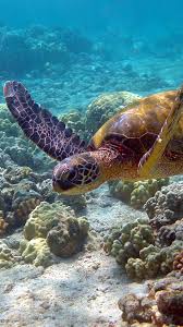 1080x1920 Wallpaper Turtle Underwater Swim Sea Turtle Pictures Ocean Life Ocean Creatures