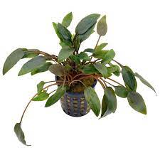 Cryptocoryne is a genus of aquatic plants from the family araceae. Cryptocoryne Wendtii Kompakt Topf Aquasabi Aquaristik Shop