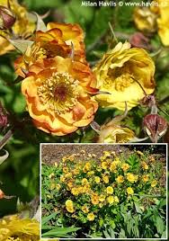 Image result for Exacum zombense