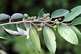 Image result for Grewia trichocarpa