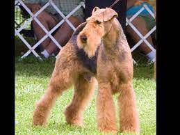 Airedaile Male Show Dog Airedale Terrier Puppies Airedale Terrier Large Dog Breeds