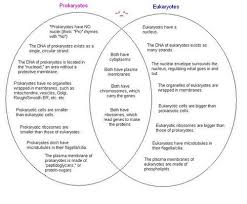 compare prokaryiotic and eukaryotic cells google search