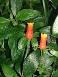 Image result for Manettia