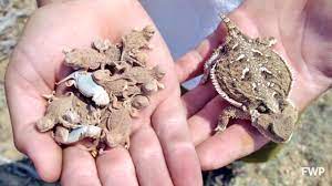 Short Horned Lizard Youtube